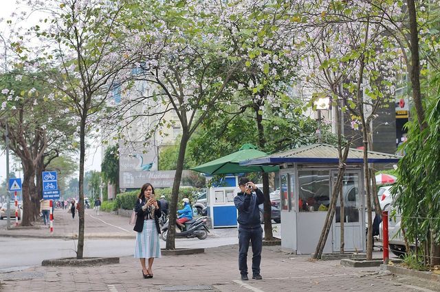 Hoa ban nở rộ khoe sắc trắng tinh khôi giữa trời Hà Nội - Ảnh 11. Hoa ban nở rộ khoe sắc trắng tinh khôi giữa trời Hà Nội - Ảnh 11.