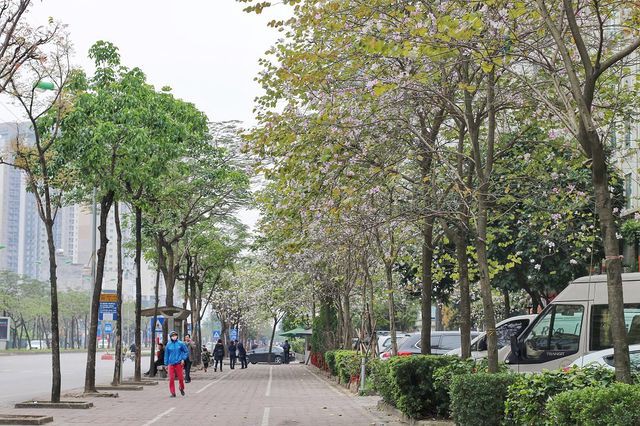 Hoa ban nở rộ khoe sắc trắng tinh khôi giữa trời Hà Nội - Ảnh 4. Hoa ban nở rộ khoe sắc trắng tinh khôi giữa trời Hà Nội - Ảnh 4.