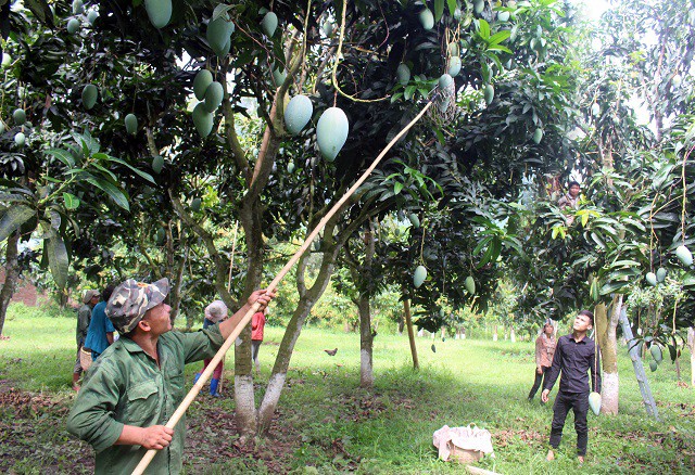 Son La mangoes set foot in demanding markets - Ảnh 1.