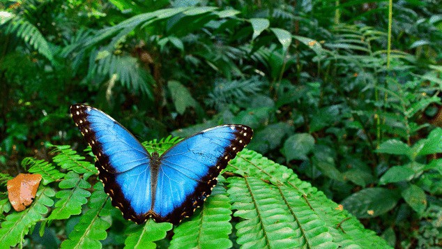 Sinh vật đã tuyệt chủng bất ngờ xuất hiện ở “thành phố của Thần Khỉ” tại Honduras - Ảnh 1.