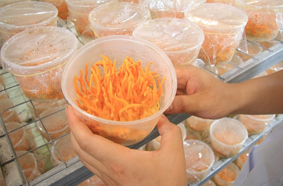 Tiền liệt tuyến và những công dụng tuyệt vời của Đông trùng hạ thảo - Ảnh 2. Tiền liệt tuyến và những công dụng tuyệt vời của Đông trùng hạ thảo - Ảnh 2.