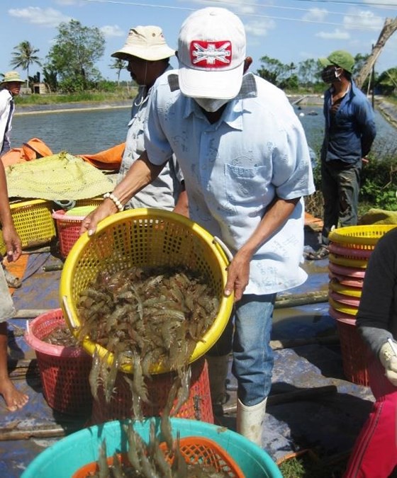 Nhiều mẫu nước nuôi tôm ở Trà Vinh có vi khuẩn Vibrio - Ảnh 1.