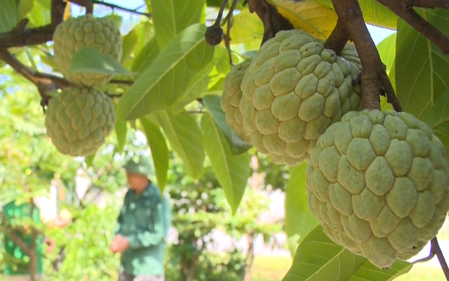 Giá na Chi Lăng xuống thấp - Ảnh 1.