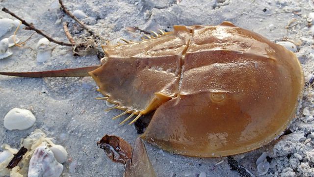 Giải mã loại chất lỏng đắt đỏ bậc nhất thế giới “1 lít hơn 400 triệu đồng” - Ảnh 1. Giải mã loại chất lỏng đắt đỏ bậc nhất thế giới “1 lít hơn 400 triệu đồng” - Ảnh 1.