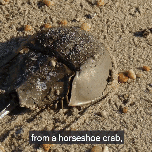 Giải mã loại chất lỏng đắt đỏ bậc nhất thế giới “1 lít hơn 400 triệu đồng” - Ảnh 5. Giải mã loại chất lỏng đắt đỏ bậc nhất thế giới “1 lít hơn 400 triệu đồng” - Ảnh 5.