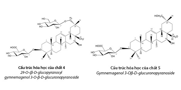 Công bố 2 hoạt chất mới giúp hạ đường huyết mạnh trong dây thìa canh Việt Nam - Ảnh 2.