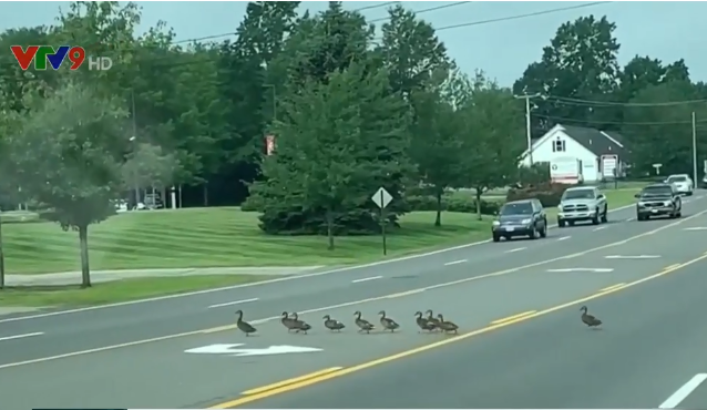 Ấn tượng đàn vịt xếp hàng qua đường - Ảnh 2. Ấn tượng đàn vịt xếp hàng qua đường - Ảnh 2.