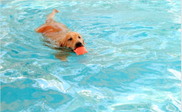 Một ngày vùng vẫy thỏa thích trong hồ bơi cho những chú cún - Ảnh 1. Một ngày vùng vẫy thỏa thích trong hồ bơi cho những chú cún - Ảnh 1.