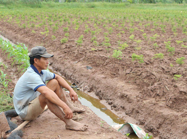 Sóc Trăng: Doanh nghiệp thuê đất trồng đinh lăng phủ nhận thông tin bỏ trốn - Ảnh 1.