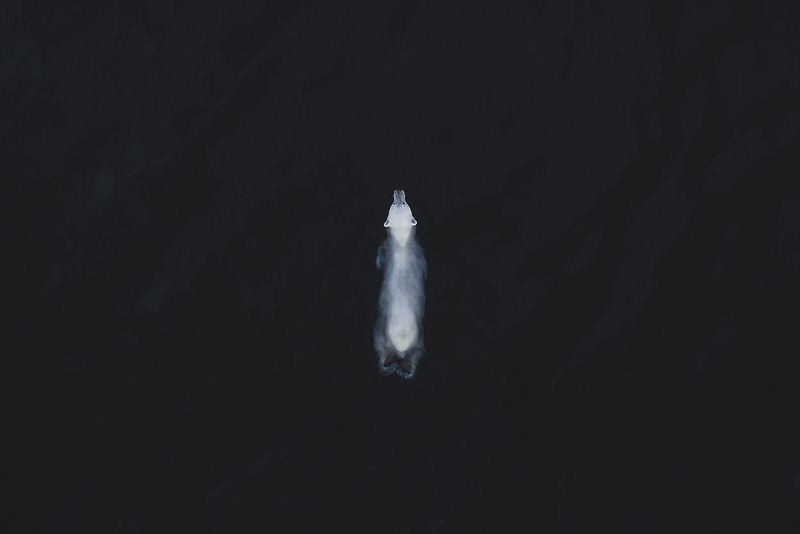 The photo by Fernando O’Farrill (Mexico) stands the first place in the wildlife category.