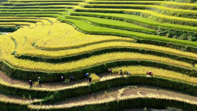 Ngỡ ngàng vẻ đẹp ruộng bậc thang Hoàng Su Phì mùa lúa chín - Ảnh 7.