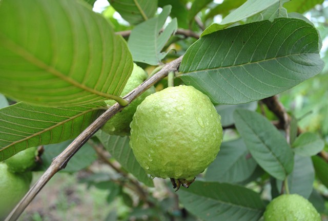 Cùng cô nàng đỏng đảnh của Sống chung với mẹ chồng trải nghiệm Chuyến đi màu xanh - Ảnh 1.