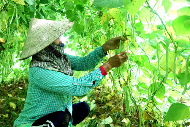 Sát Tết nhưng rau lại mất giá - Ảnh 2.