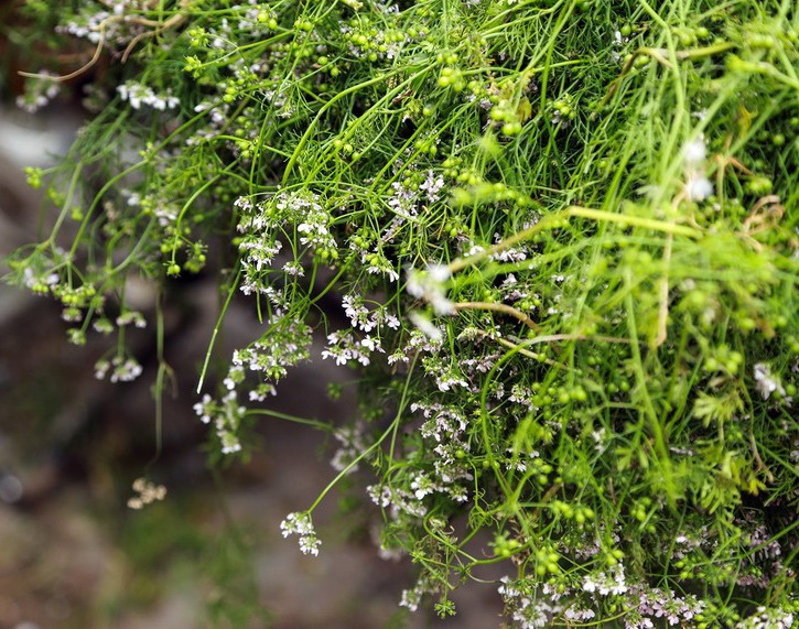 Những cách xả xui đem lại may mắn trong năm mới Canh Tý - Ảnh 3. Những cách xả xui đem lại may mắn trong năm mới Canh Tý - Ảnh 3.