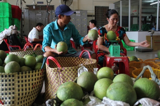 Bưởi miền Tây ngày càng được thị trường ưa chuộng - Ảnh 1.