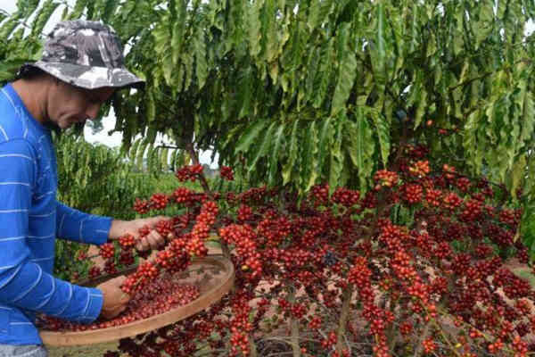 Xuất khẩu cà phê của Brazil tăng cao kỷ lục - Ảnh 1.