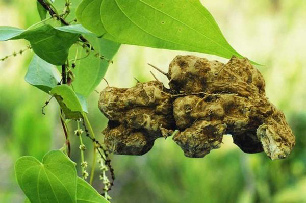 Nần nghệ, loại dược liệu hiếm trong việc hỗ trợ điều trị mỡ m&aacute;u - Ảnh 2.