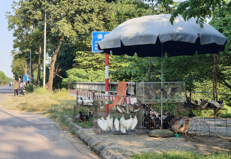 Chợ chim hoang dã ngay cửa ngõ Thủ đô - Ảnh 5.