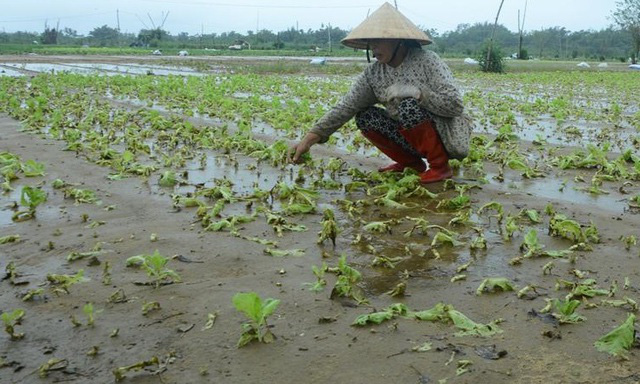 “Bão giá” rau xanh tại Quảng Ngãi - Ảnh 1.