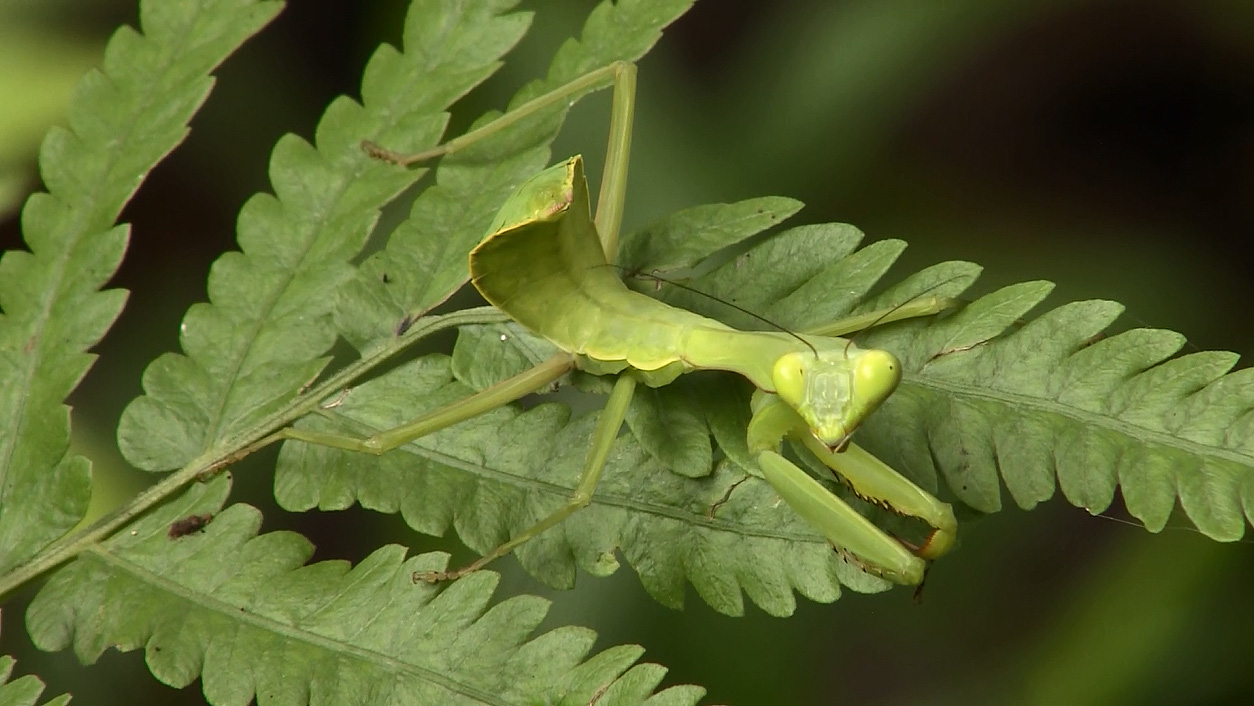 Bọ ngựa - S&aacute;t thủ v&ocirc; h&igrave;nh, lo&agrave;i c&ocirc;n tr&ugrave;ng b&iacute; ẩn - Ảnh 1.