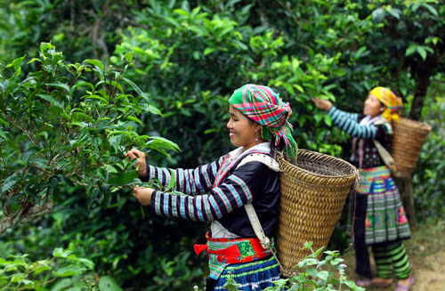 Trải nghiệm thu hoạch chè shan tuyết cổ thụ với người Dao - Ảnh 2.