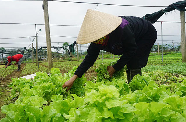 EVFTA: Không có cơ hội nếu không hiểu luật chơi - Ảnh 1.