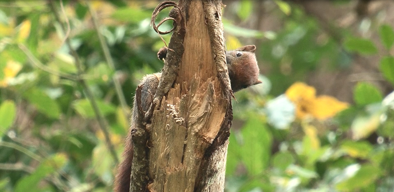 Cuộc sống của s&oacute;c đỏ - lo&agrave;i động vật kh&eacute;o l&eacute;o v&agrave; nhanh nhẹn - Ảnh 1.