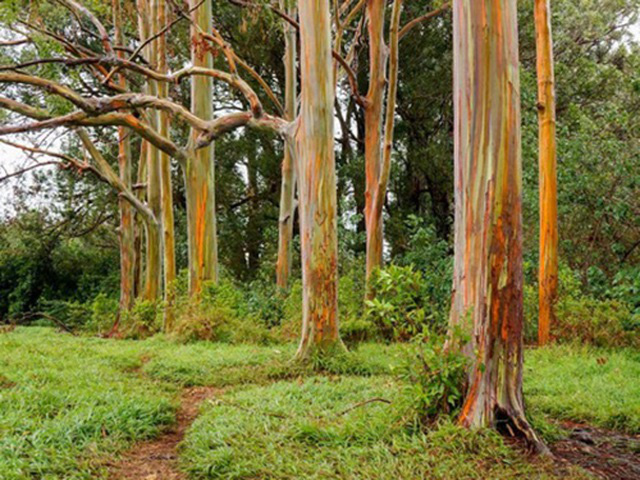 Gia tăng du khách tới Hawaii ngắm cầu vồng trên cây - Ảnh 1.