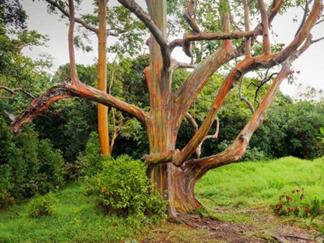 Gia tăng du khách tới Hawaii ngắm cầu vồng trên cây - Ảnh 6.