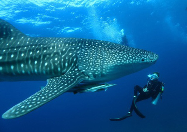Những “mảnh thiên đường bé nhỏ riêng” tại Maldives - Ảnh 5. Những “mảnh thiên đường bé nhỏ riêng” tại Maldives - Ảnh 5.