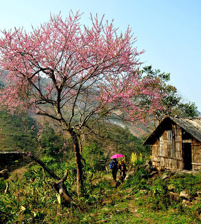 Hoa đào núi Tây Bắc khoe sắc hồng tuyệt đẹp trong nắng xuân - Ảnh 1.