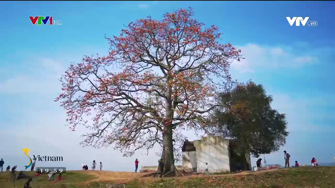 Check-in c&acirc;y gạo đỏ rực g&acirc;y sốt ở Bắc Giang - Ảnh 5.