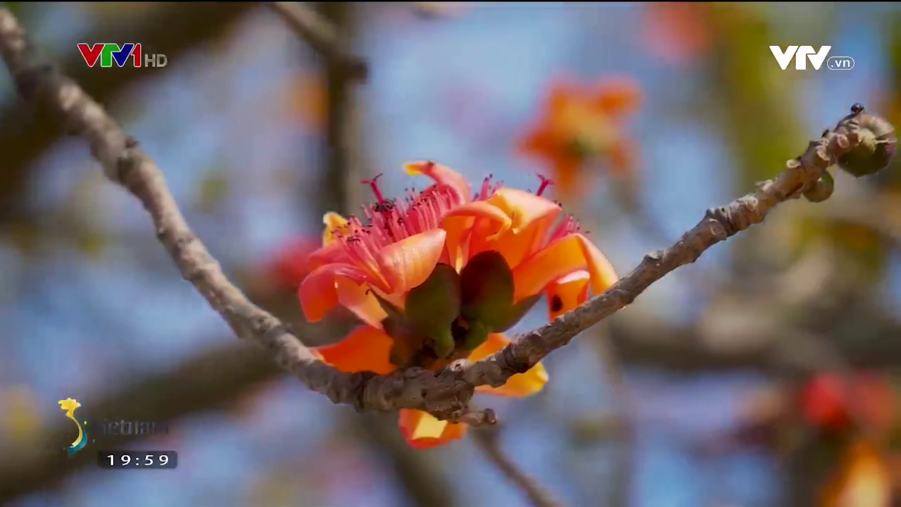 Check-in c&acirc;y gạo đỏ rực g&acirc;y sốt ở Bắc Giang - Ảnh 7.