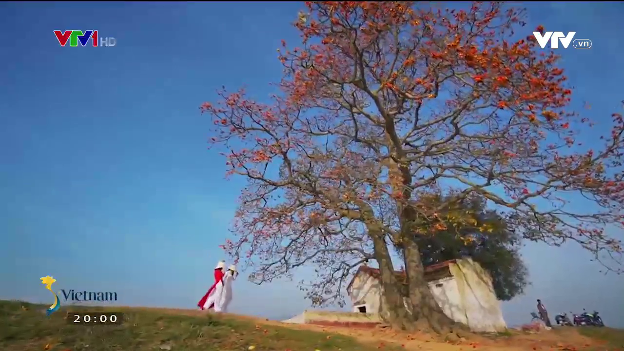 Check-in c&acirc;y gạo đỏ rực g&acirc;y sốt ở Bắc Giang - Ảnh 11.