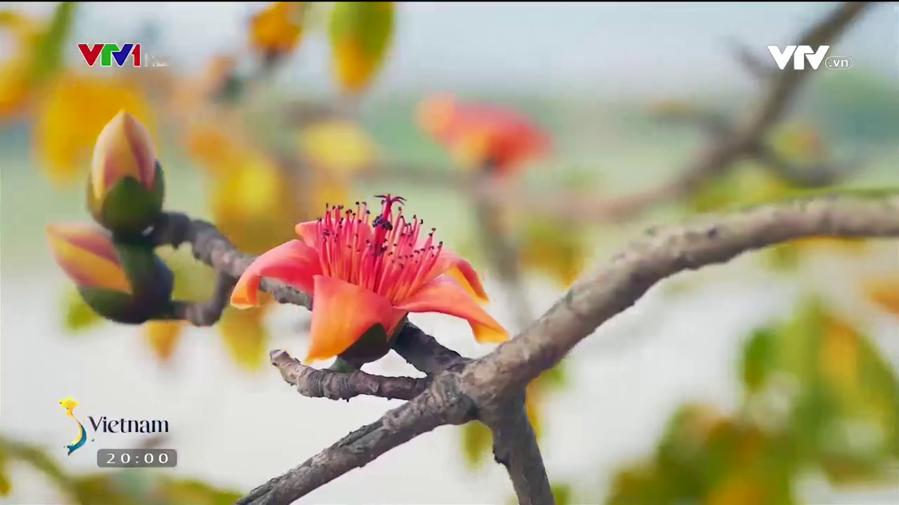 Check-in c&acirc;y gạo đỏ rực g&acirc;y sốt ở Bắc Giang - Ảnh 12.