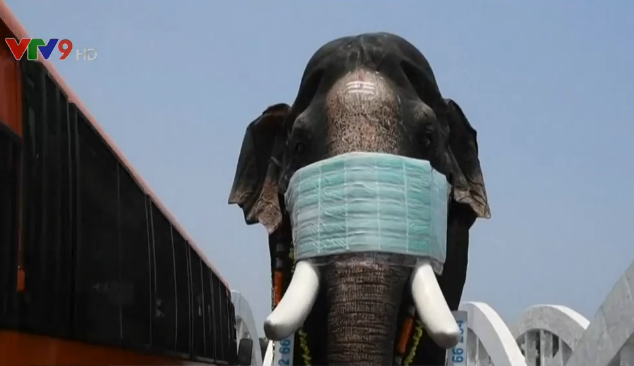 Tượng voi khổng lồ đeo khẩu trang tuyên truyền về phòng chống dịch COVID-19 - Ảnh 1.