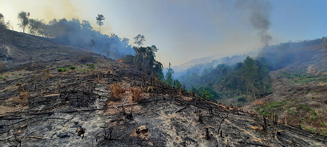 Đề nghị điều tra khởi tố vụ cháy 32ha rừng phòng hộ ở Quảng Nam - Ảnh 1.
