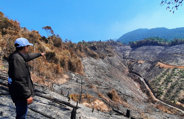 Đề nghị điều tra khởi tố vụ cháy 32ha rừng phòng hộ ở Quảng Nam - Ảnh 2.