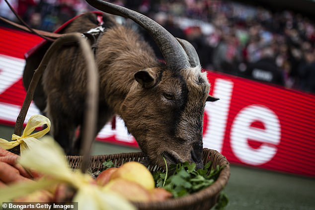 Bundesliga thời COVID: Cấm luôn linh vật sống! - Ảnh 2.