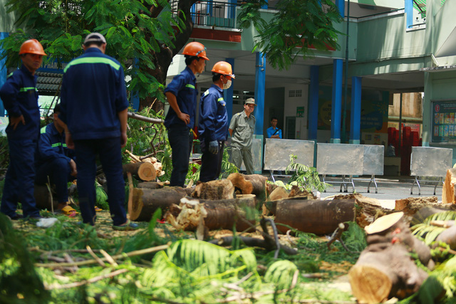  Cận cảnh gốc phượng vĩ mục ruỗng đổ gãy đè 13 học sinh thương vong ở Sài Gòn - Ảnh 2.