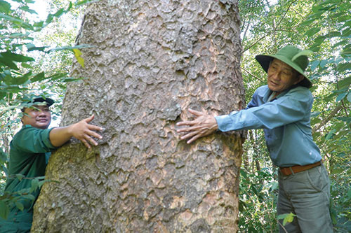 Phát hiện quần thể lim xanh quý hiếm, có cây 4 người ôm mới hết - Ảnh 2.