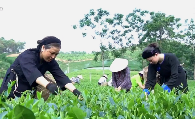 Thị trường trong nước - “Chỗ dựa” giúp ngành chè vượt khó - Ảnh 1.