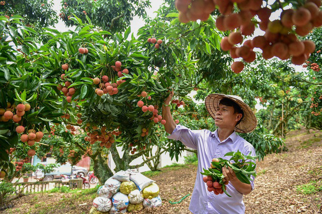 Bộ Công Thương hỗ trợ quảng bá hình ảnh và kết nối giao dịch xuất khẩu vải thiều - Ảnh 3.