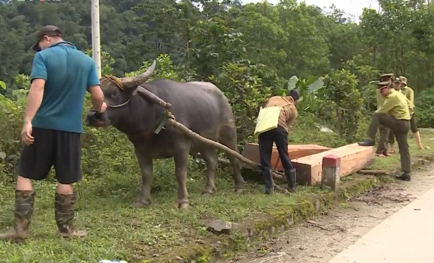 Siết chặt quản l&yacute; rừng, người d&acirc;n miền n&uacute;i ồ ạt b&aacute;n th&aacute;o... tr&acirc;u - Ảnh 1.