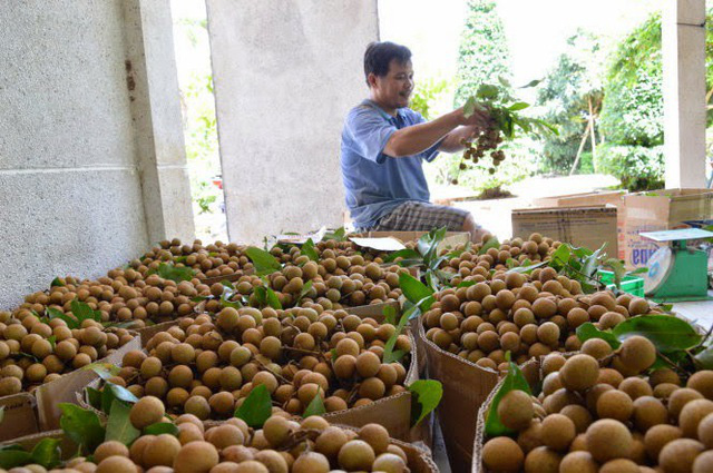 Nhiều DN tìm kiếm nhãn miền Bắc chất lượng cao để xuất khẩu - Ảnh 1.