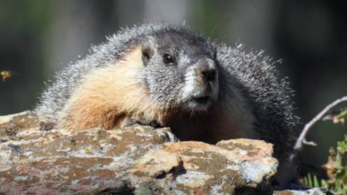 Bang Arizona (Mỹ) ghi nhận ca tử vong vì dịch hạch sau gần 2 thập kỷ- Ảnh 2. Bang Arizona (Mỹ) ghi nhận ca tử vong vì dịch hạch sau gần 2 thập kỷ- Ảnh 2.