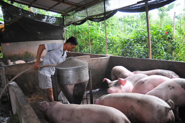 Người chăn nuôi ôm lỗ vì lợn nhập lậu - Ảnh 1.