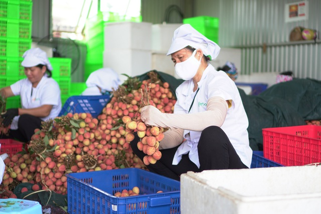 Hàng loạt nông sản Việt Nam sắp lên đường sang EU - Ảnh 1.