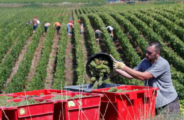 Năm 2020 là năm kinh hoàng đối với rượu champagne - Ảnh 1.