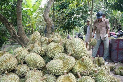 Xuất khẩu sầu riêng tiếp tục khởi sắc - Ảnh 1.